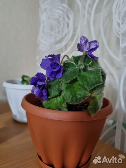 Фиалка обмен