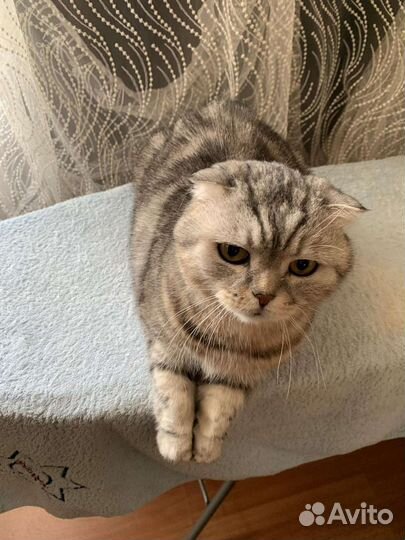 Передержка кошек на время