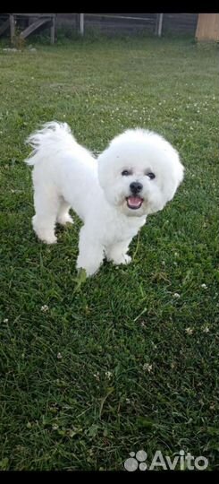 Болонка пудель