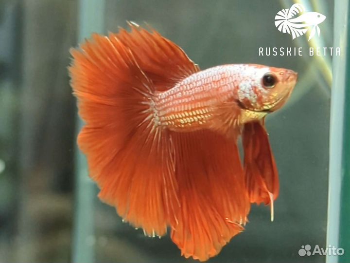 Петушок рыбка HM дракон