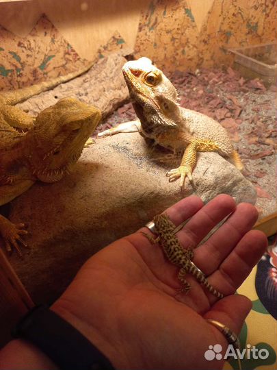 Передержка бородатой агамы (рептилий )