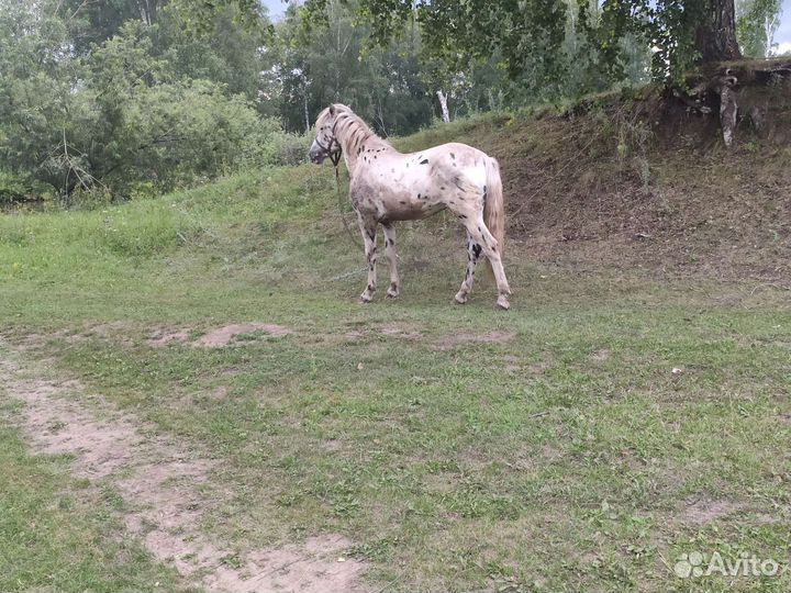 Лошадь