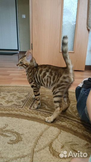 Бенгальский кот