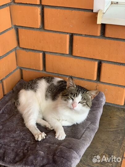 Кот в добрые руки