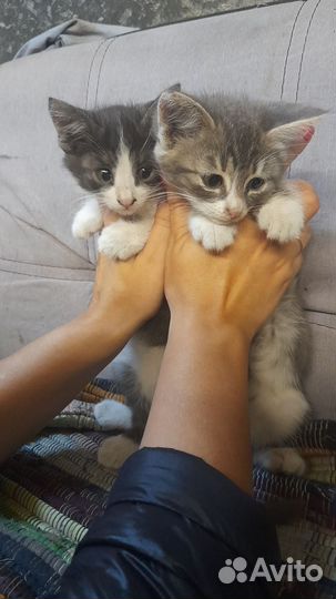 Котята 2,5 мес мальчики