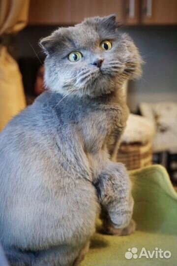 Лушу били, а потом выкинули