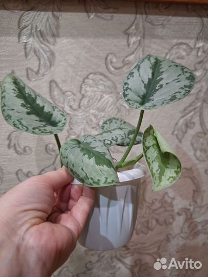 Сциндапсус экзотика