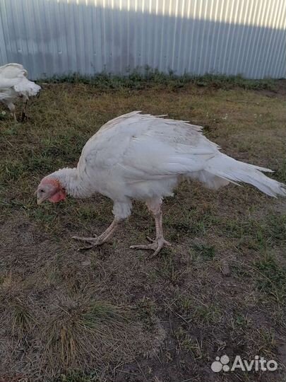 Индюшата подрощенные