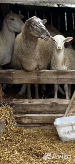 Катумские ягнята и овцы Дорпер