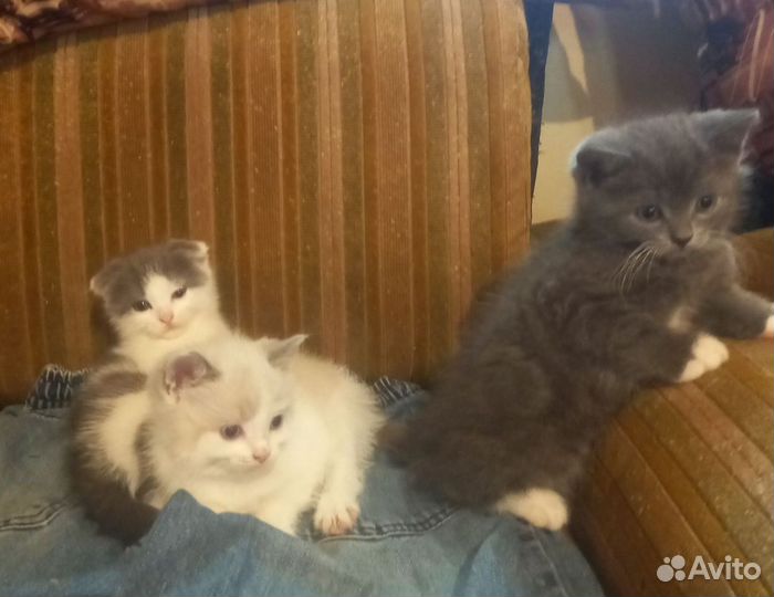 Котята в добрые руки