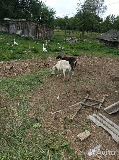 Козы дойные