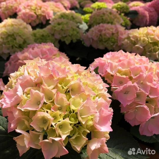 Гортензия крупнолистная Пинк Сенсейшн