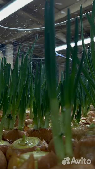 Лук зеленый перо