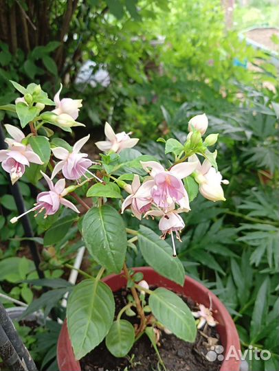 Фуксии сортовые