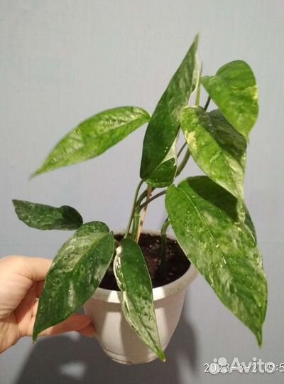 Эпипремнум Пиннатум вайт