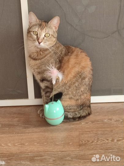 Молодая кошечка ищет дом