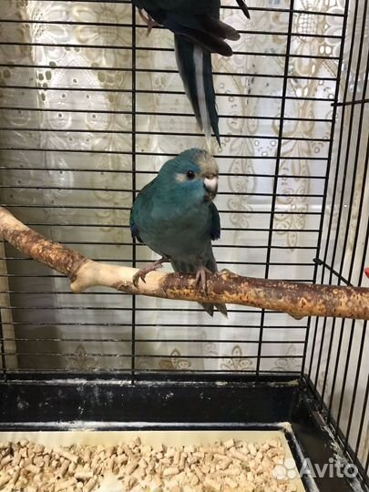 Ручные попугаи какарики