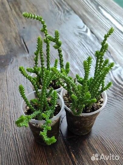 Крассула плауновидная, пилея, сциндапсус