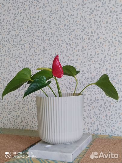 Антуриум, Комнатные цветы