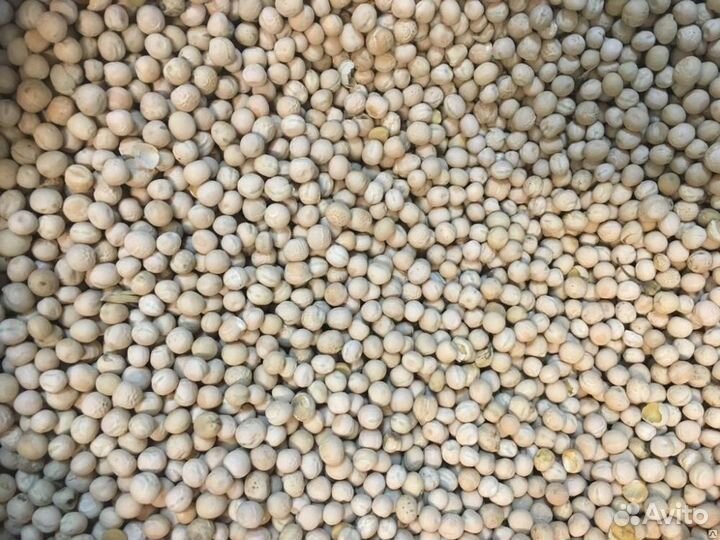 Горох кормовой