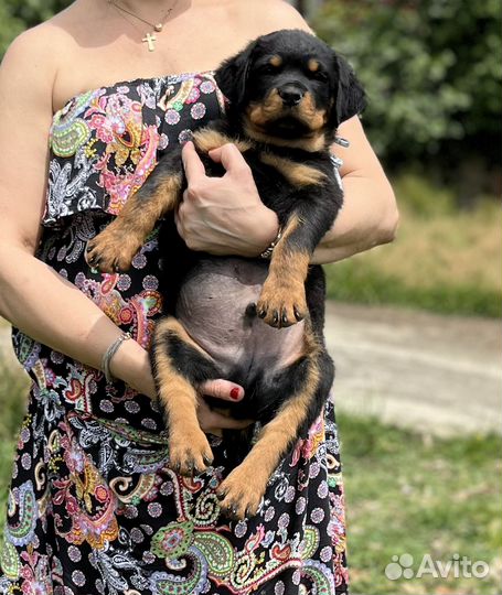 Щенки ротвейлера