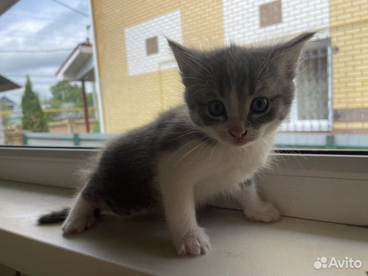 Котята