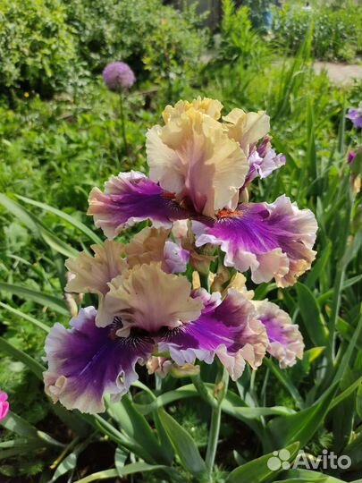 Ирисы бородатые сортовые 2