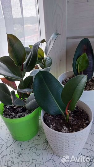 Фикус каучуконосный (эластика)