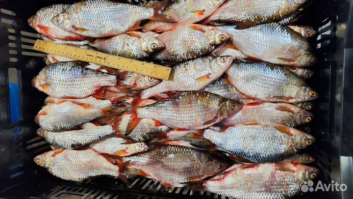 Рыба свежемороженая оптом от100кг