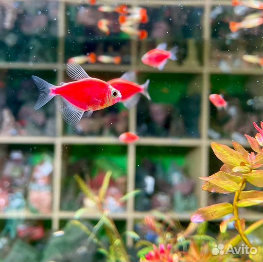 Рыбки аквариумные - шикарный выбор