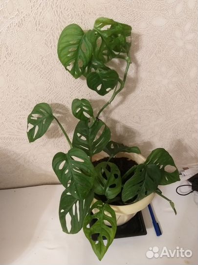 Монстера Манки