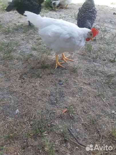 Молодые петушки легорн белый,далматинец,изабелла