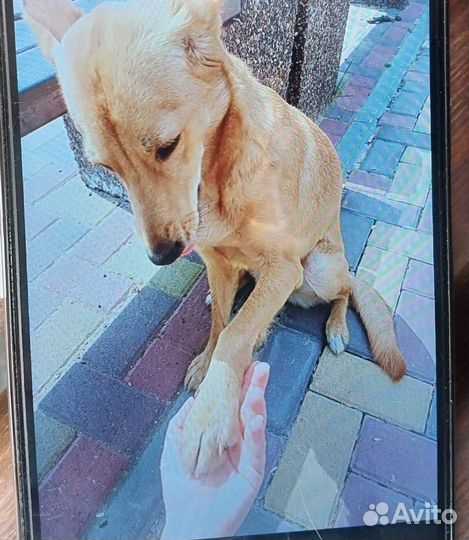 Собаки бесплатно