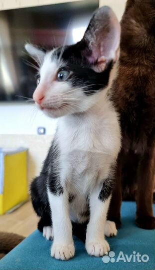 Ориентальный мальчишка