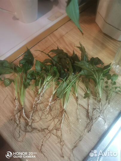 Комнатные растения.женское счастье Спацифиллум