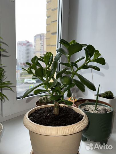 Толстянка красула денежное дерево дружбы, удачи