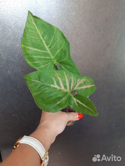 Сингониумы сортовые