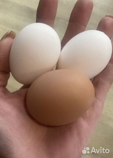 Домашние яйца