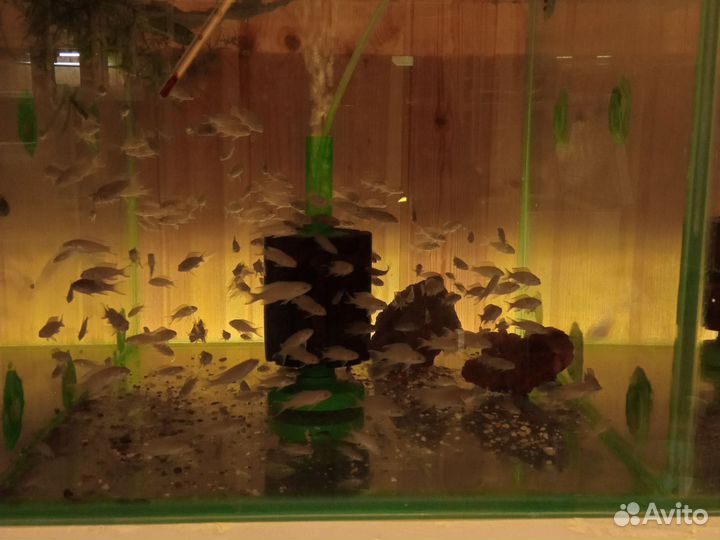 Принцесса Бурунди, или Неолампрологус Бришара