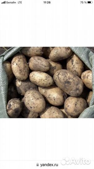Продам картофель
