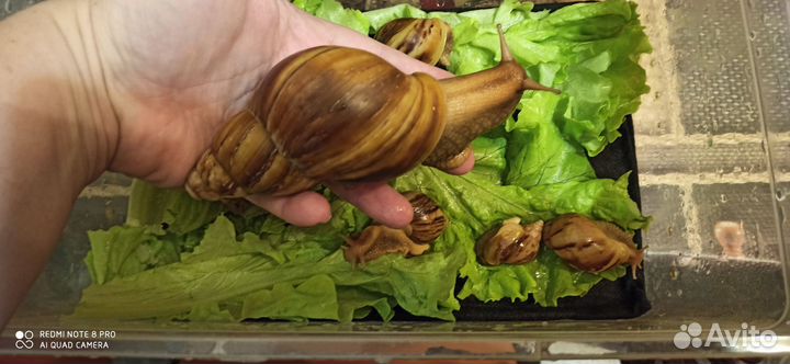 Улитки архахатины