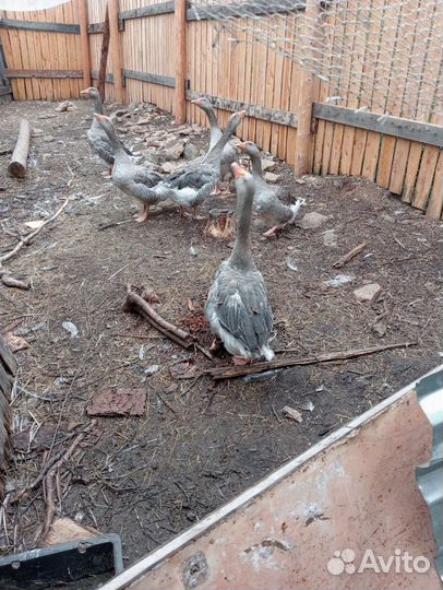 Крупные серые гуси