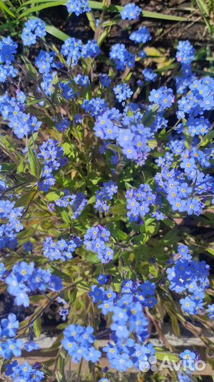 Незабудка альпийская Myosotis alpestris