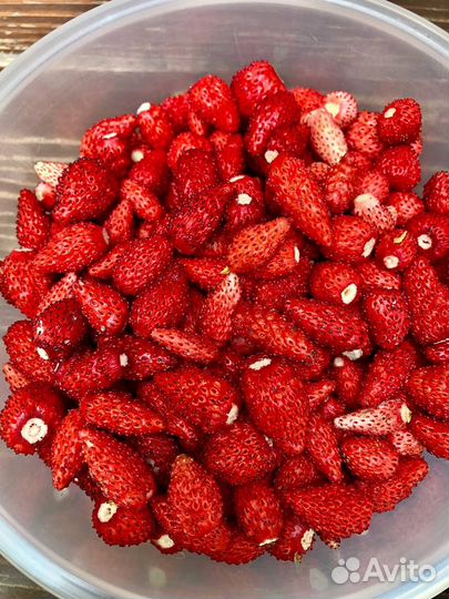 Рассада вкусной сортовой земляники (24 шт)