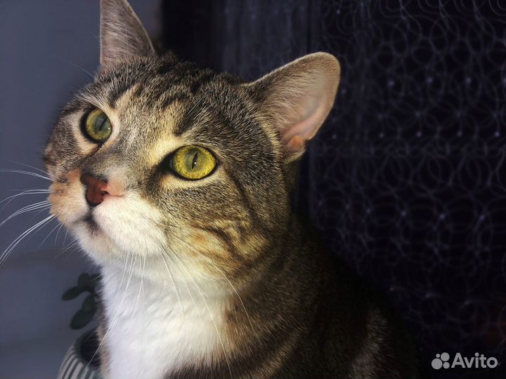 Британский кот