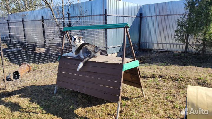 Передержка животных