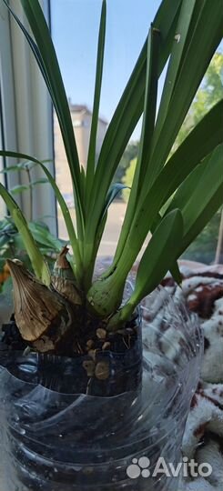 Продается орхидея 