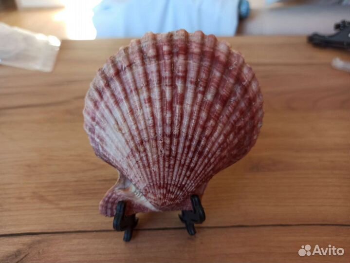 Морская раковина