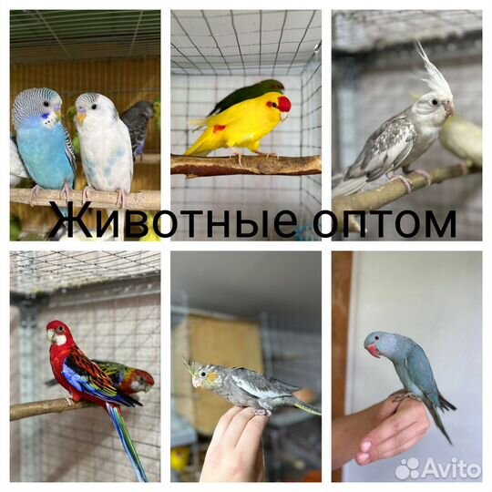 Оптом попугаи и др.животные