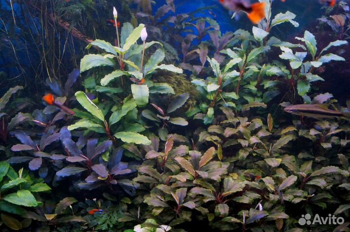 Буцефаландры